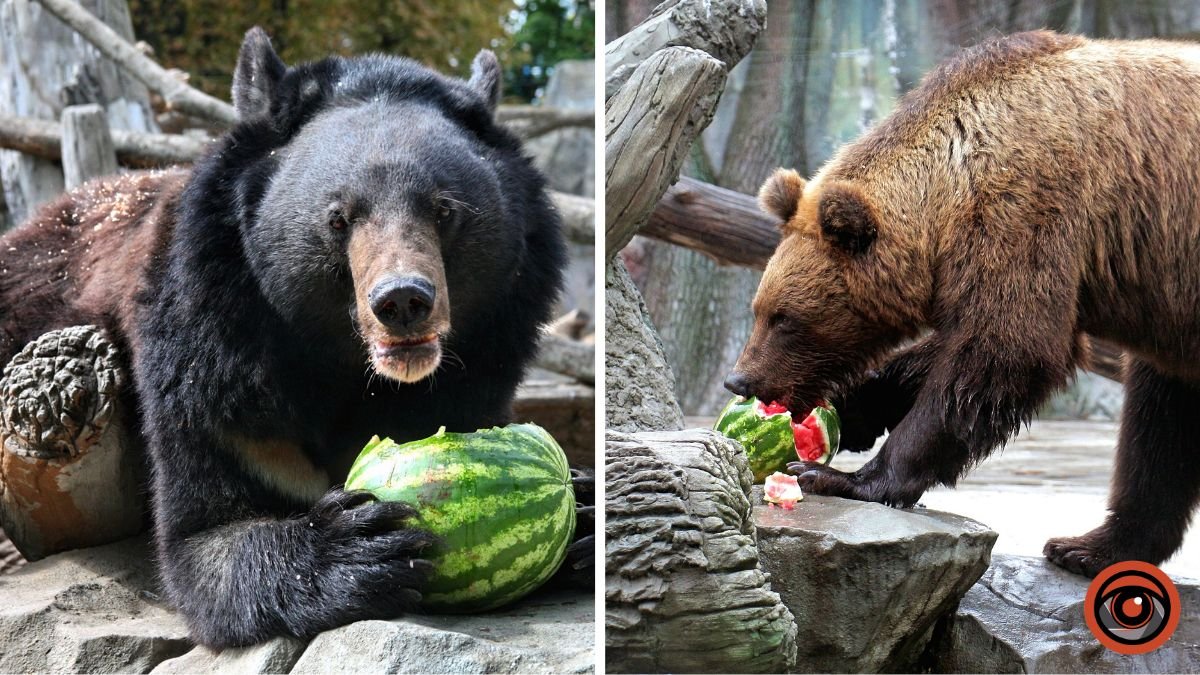 Куди піти у Києві на вихідних: коли у зоопарку влаштовують частування тварин соковитими кавунами 2