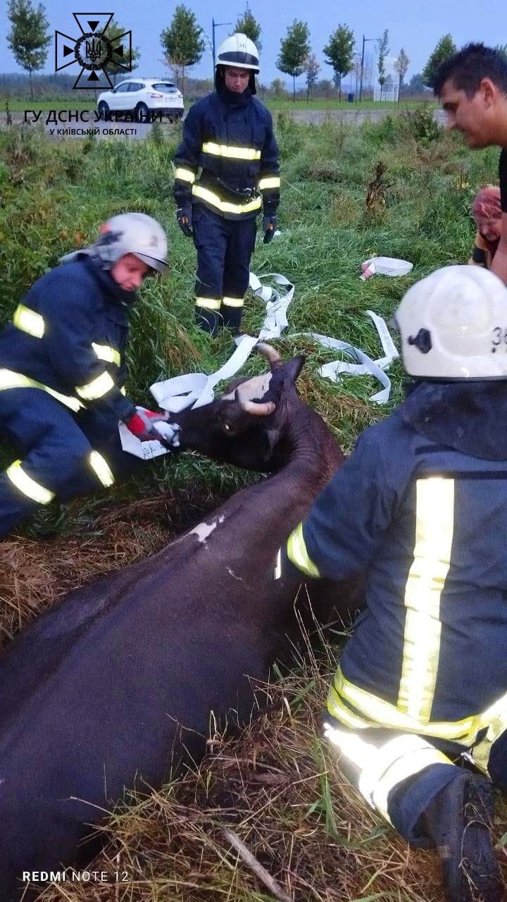 На Київщині рятувальники витягли корову з канави 1