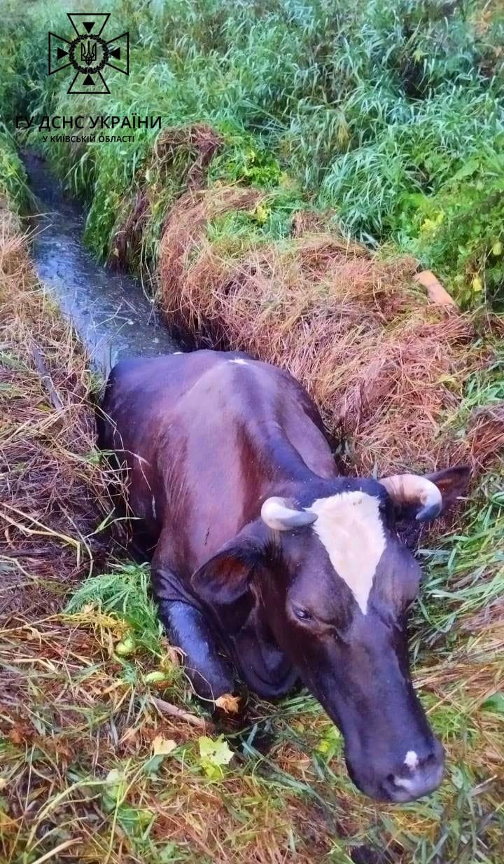 На Київщині рятувальники витягли корову з канави 2