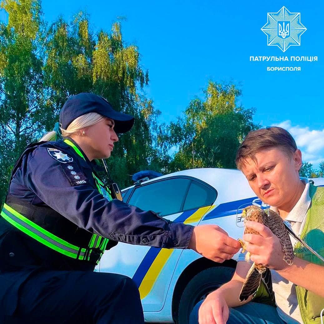 На Київщині врятували яструба з переламаним крилом 1