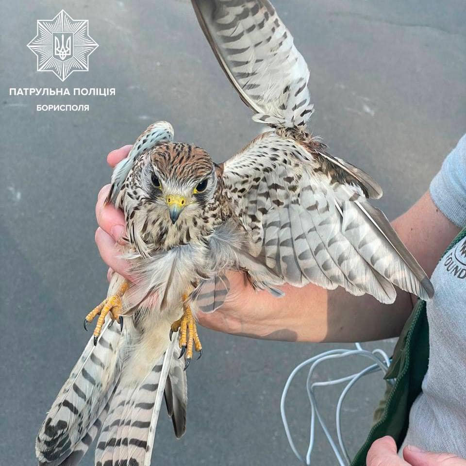 На Київщині врятували яструба з переламаним крилом 2