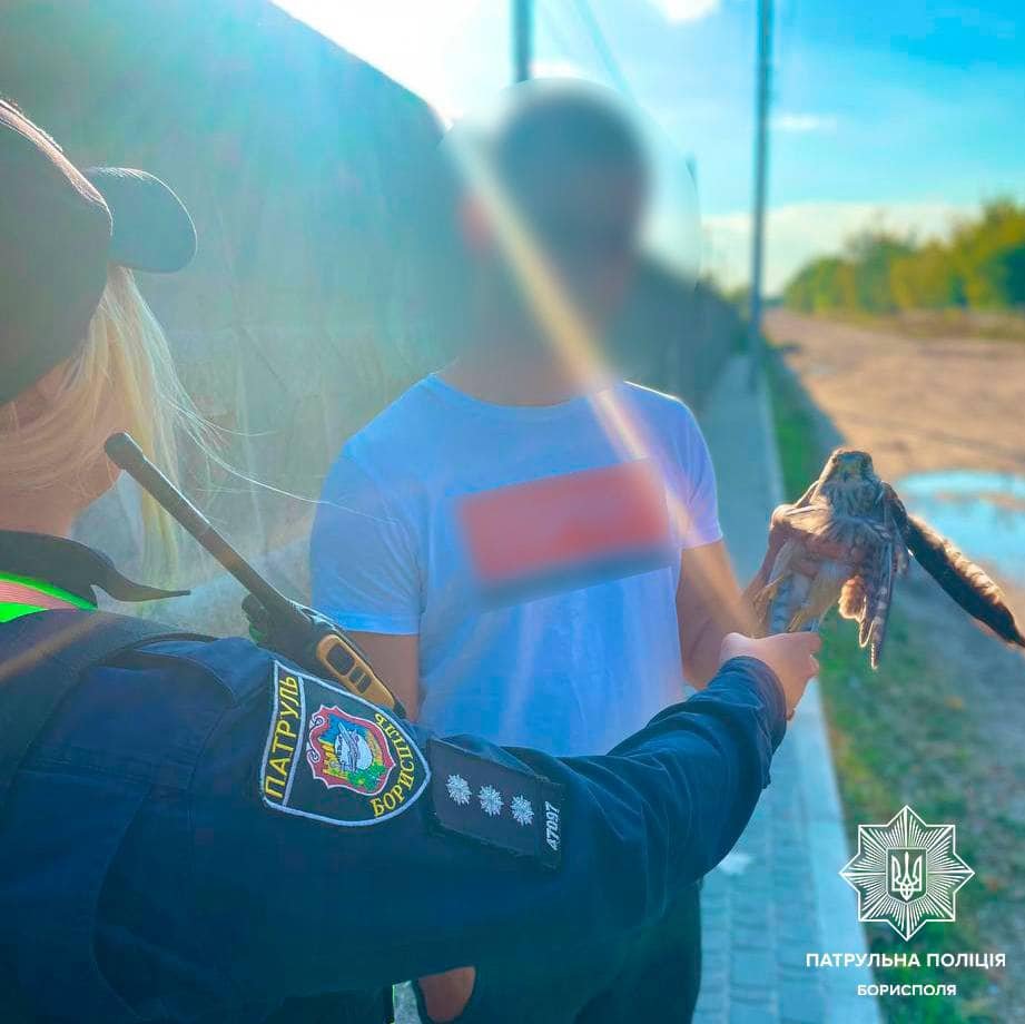 На Київщині врятували яструба з переламаним крилом 3