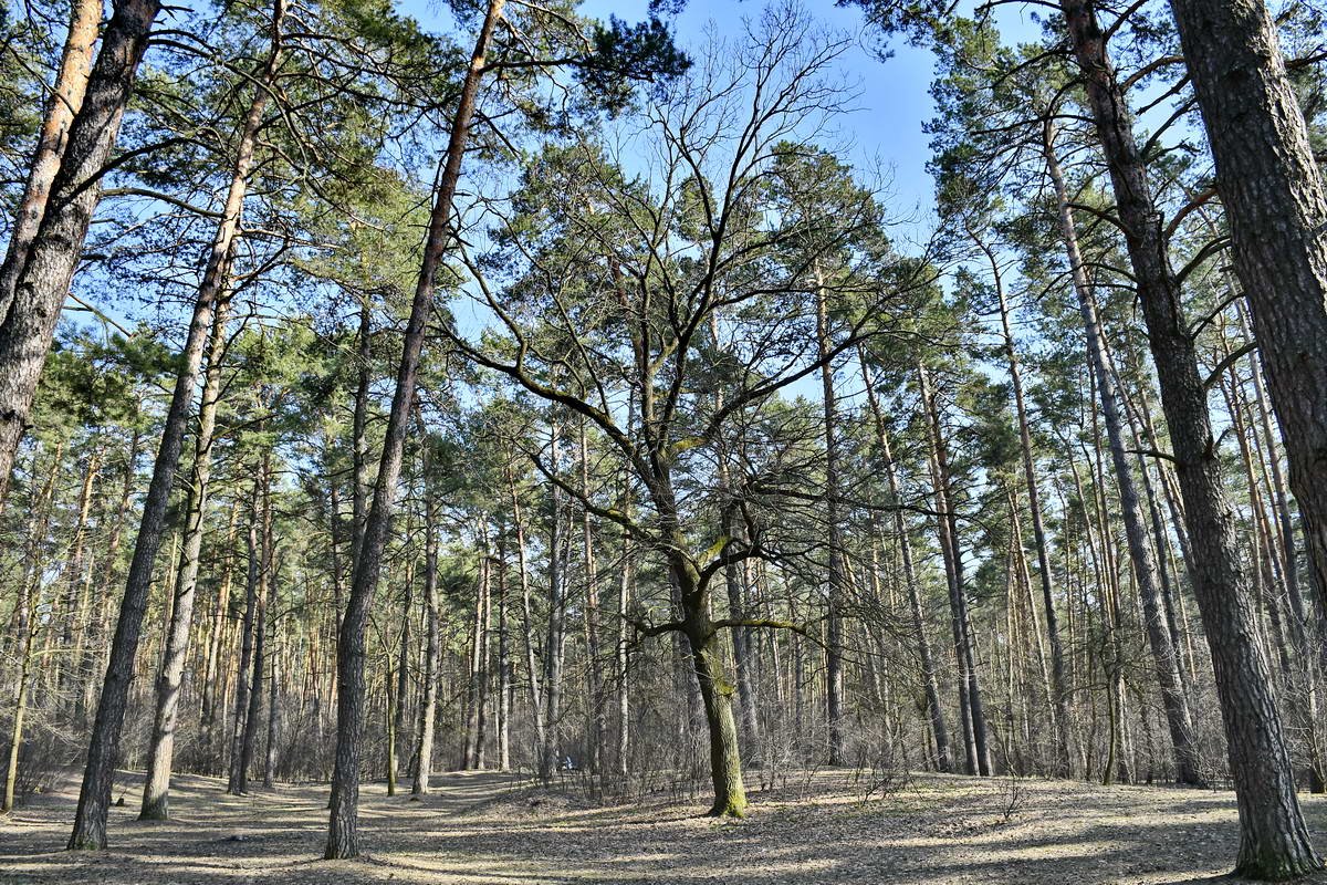 Совсем скоро парк "Партизанской славы" реконструируют 