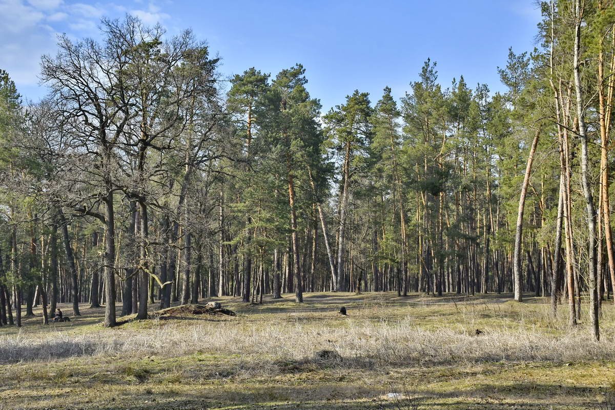 В теплые весенние деньки деревья хвастаются зеленой листвой 