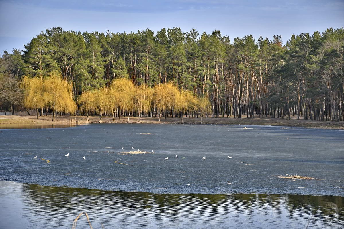Птицы также отдыхают на воде 