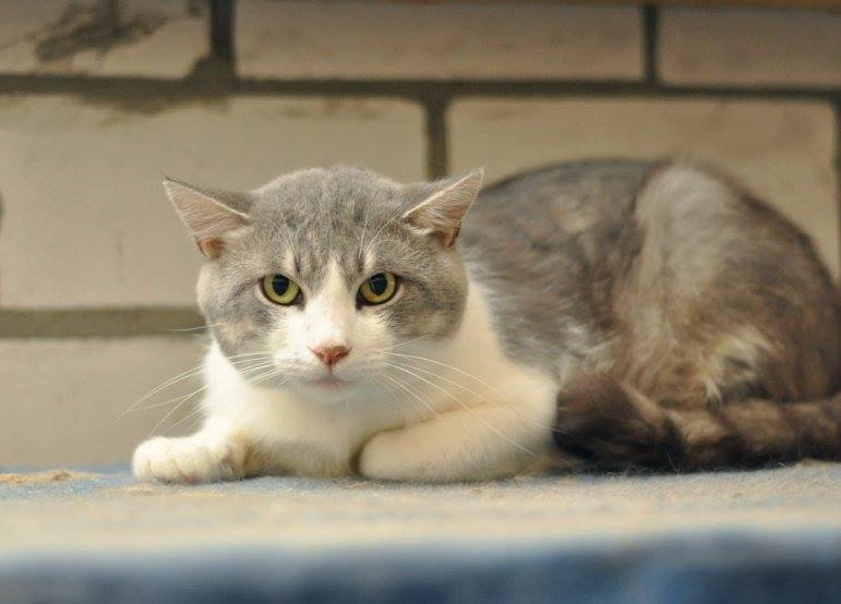 Заберите Мориса домой! Заберите Мориса домой!