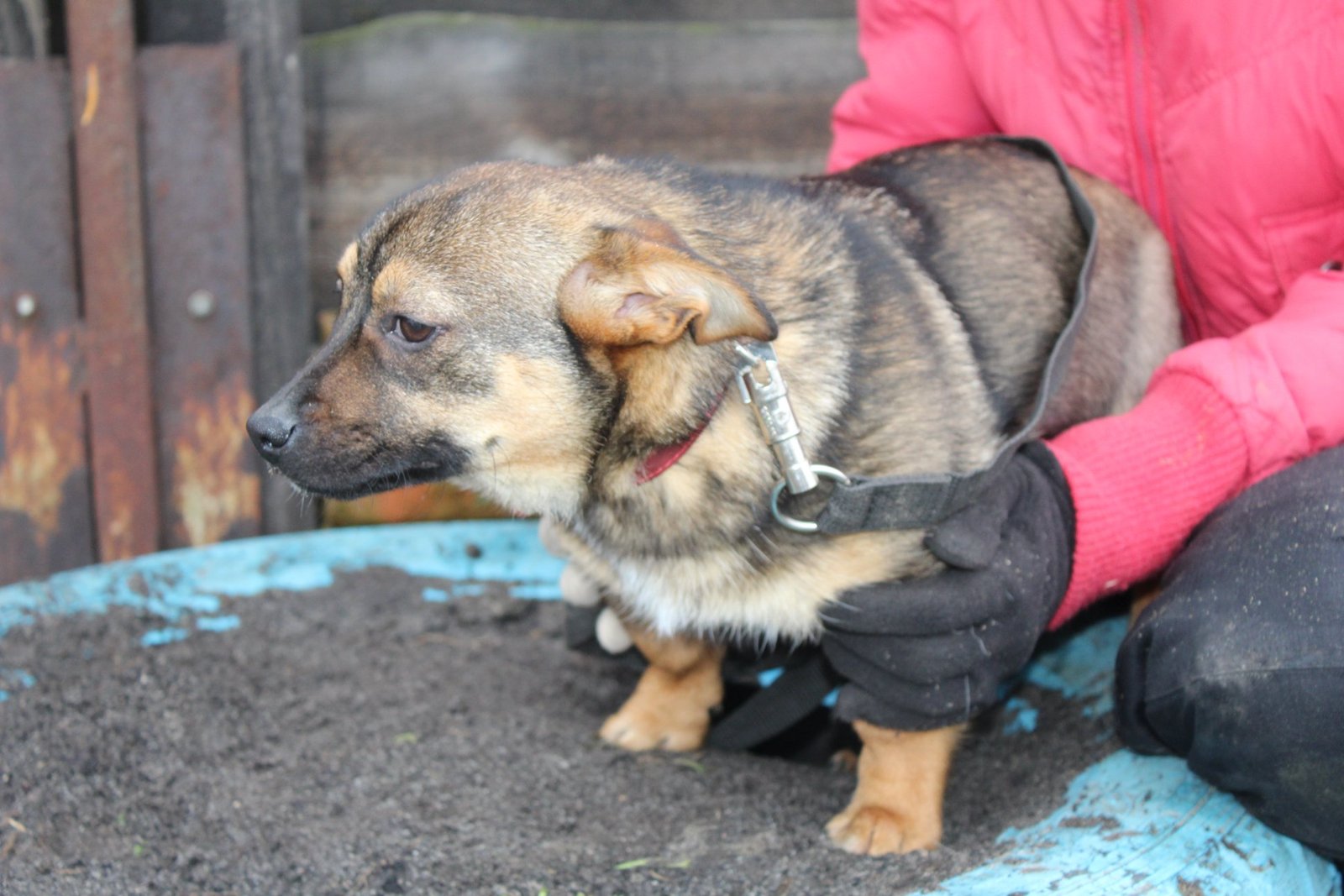 Пуговка - невероятно нежное и трогательное создание Пуговка - невероятно нежное и трогательное создание