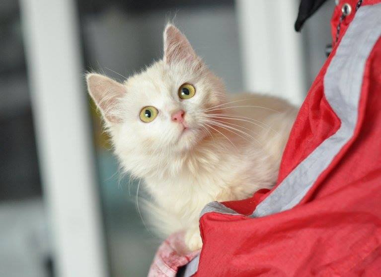 Белочка очень тоскует в приюте Белочка очень тоскует в приюте