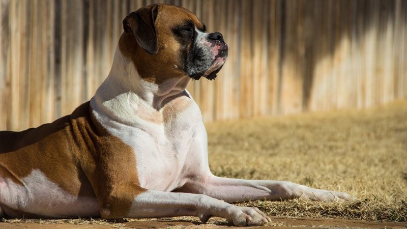 По предварительным данным, загрыз ребенка боксерский метис