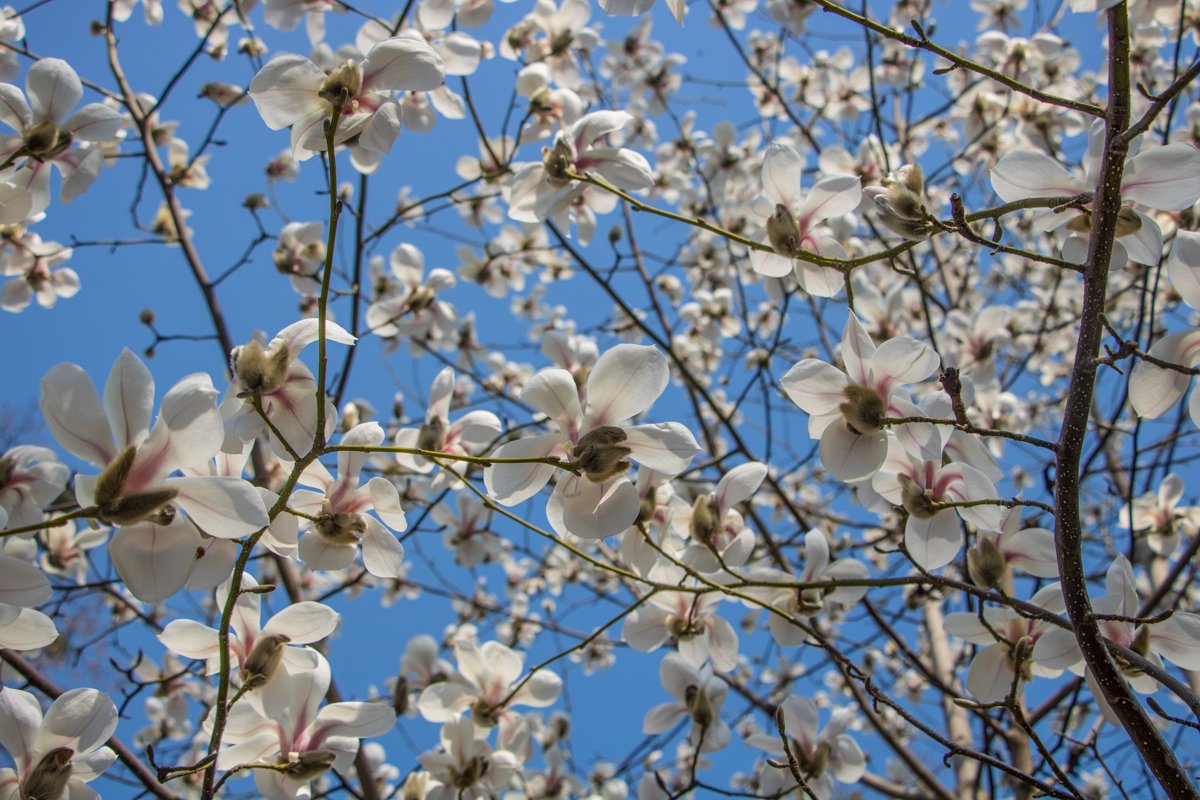 Всего в ботсаду растет 65 видов магнолий из 240 существующих в природе