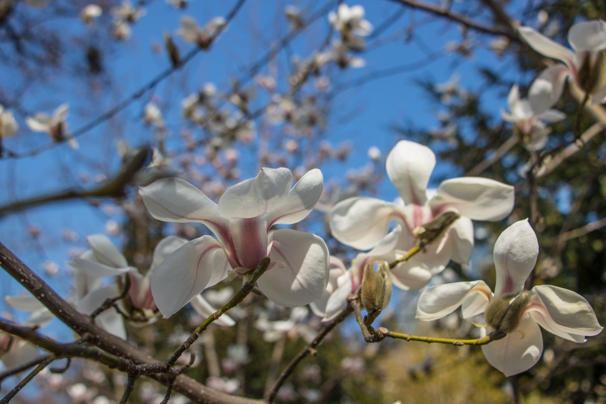 Период цветения магнолий - месяц