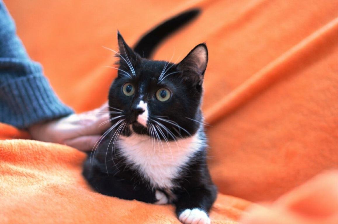 Мечта Мойши - теплый и уютный дом Мечта Мойши - теплый и уютный дом