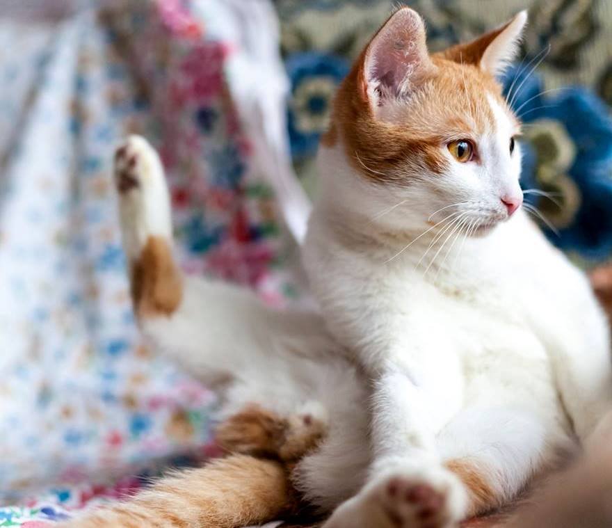 У Лучика очень солнечный и добрый нрав У Лучика очень солнечный и добрый нрав