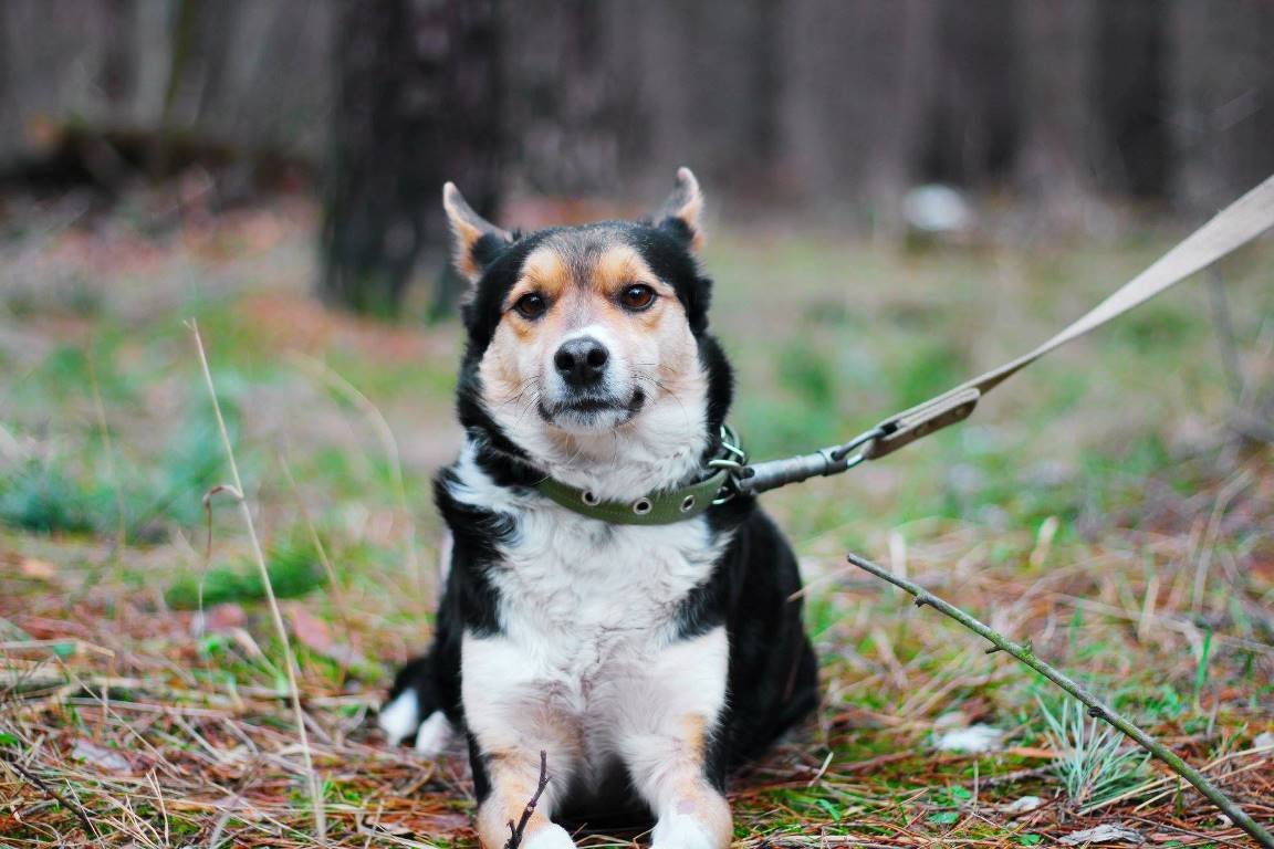 Подарите Жуже шанс стать счасливой Подарите Жуже шанс стать счасливой
