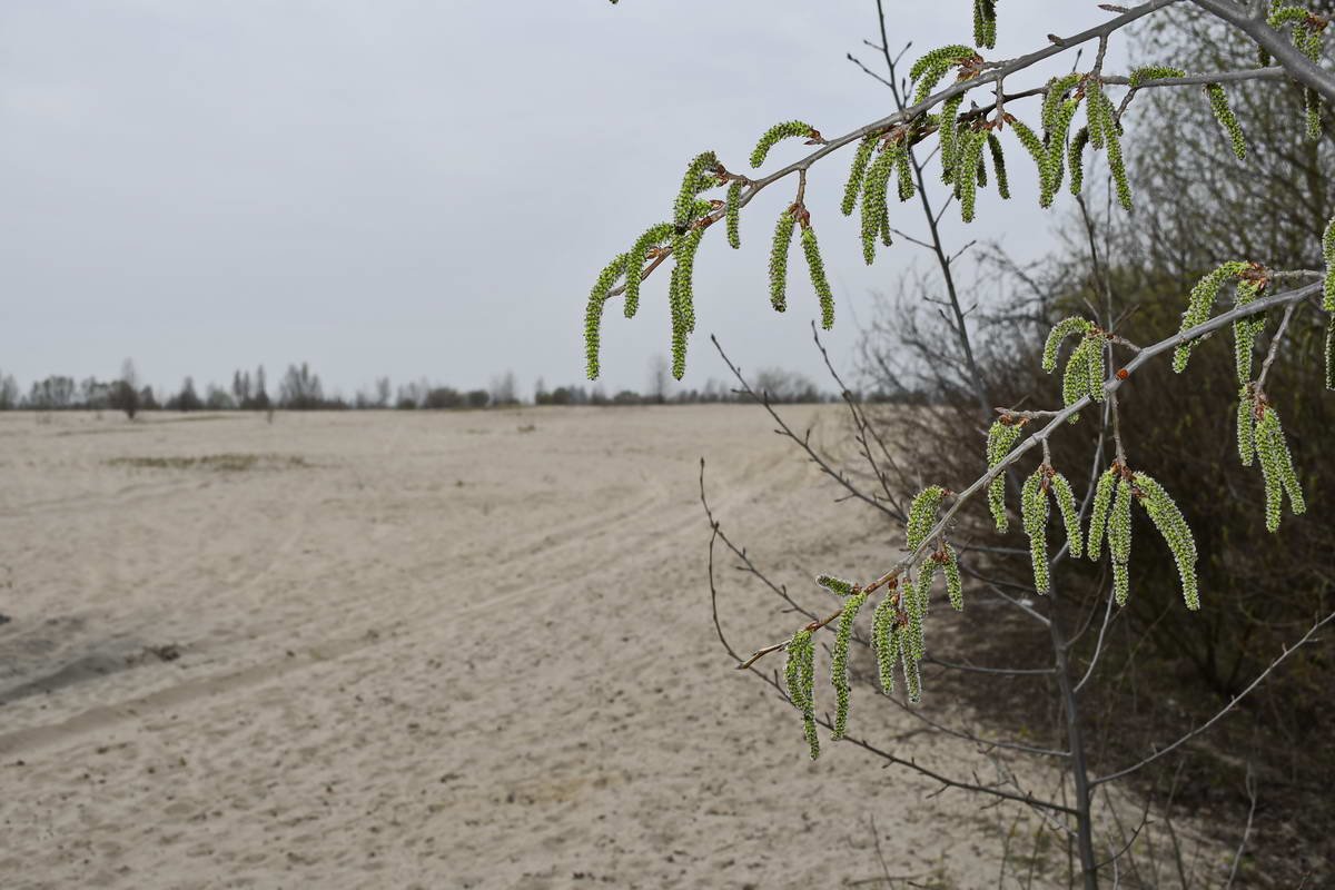 Лишь изредка можно встретить небольшие деревья или кусты Лишь изредка можно встретить небольшие деревья или кусты