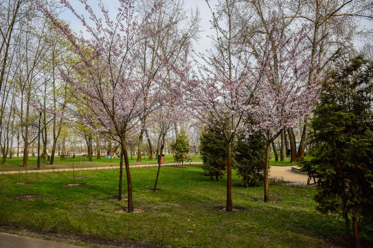 В парке "Наталка" зацвели сакуры В парке "Наталка" зацвели сакуры