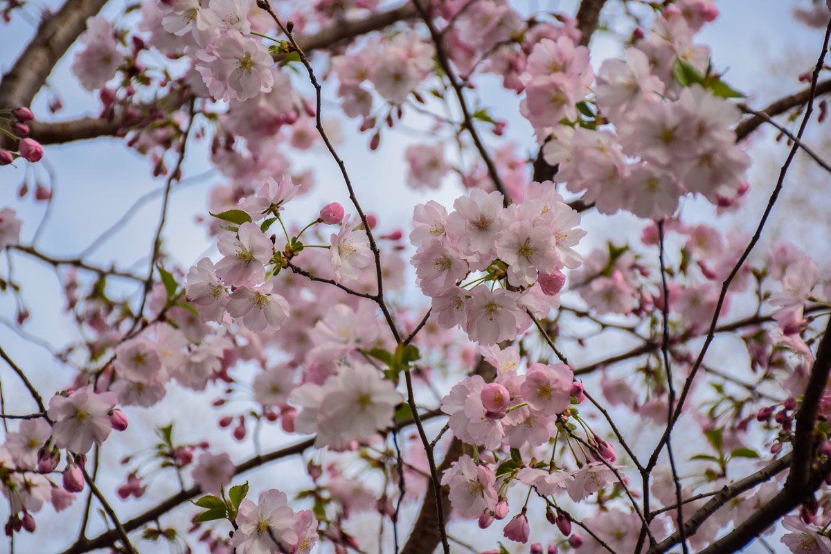 В апреле - самый пик цветения деревьев В апреле - самый пик цветения деревьев