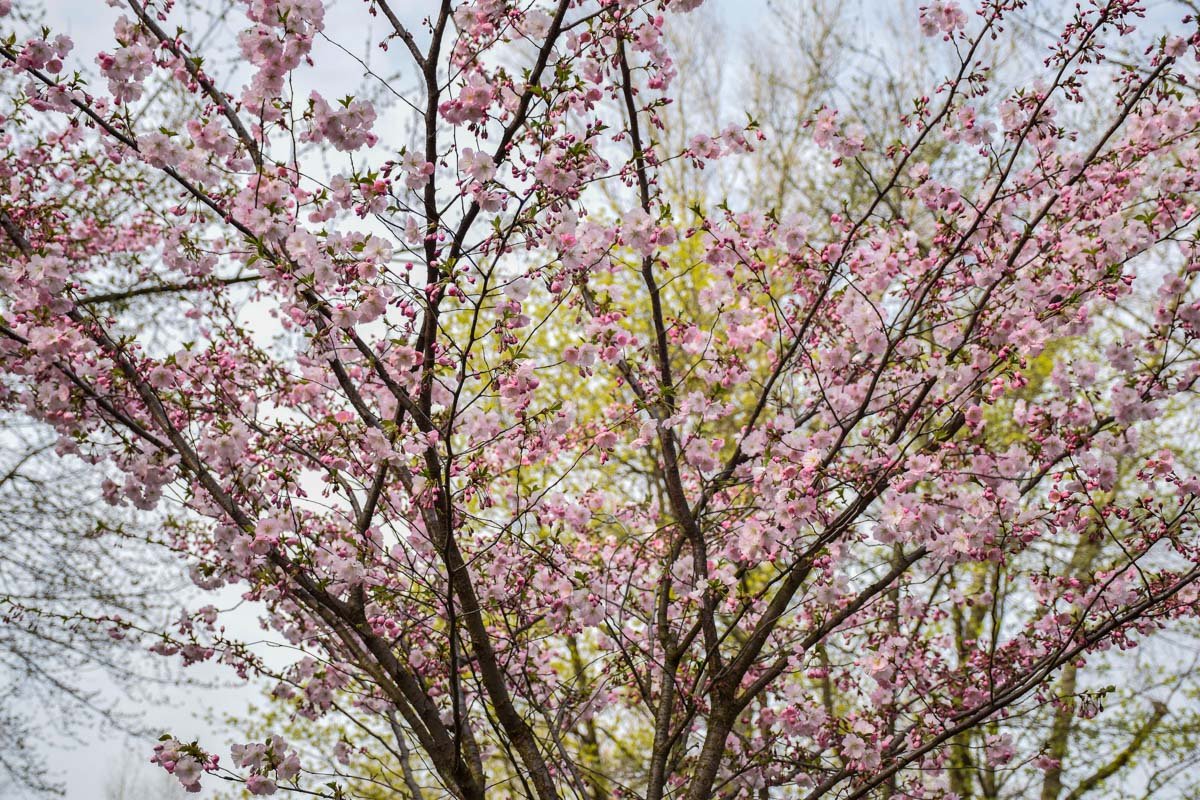 Все цветет, распускается, дарит незабываемые ароматы и эмоции Все цветет, распускается, дарит незабываемые ароматы и эмоции
