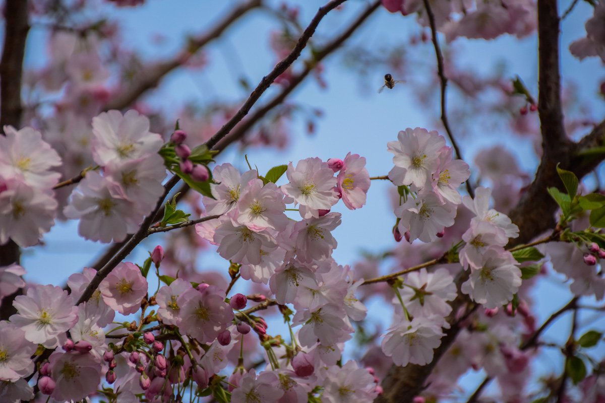 Даже пчелки прилетели полюбоваться красотой цветения Даже пчелки прилетели полюбоваться красотой цветения