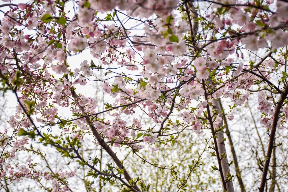 Парк окутали бледно-розовые облака сакур Парк окутали бледно-розовые облака сакур
