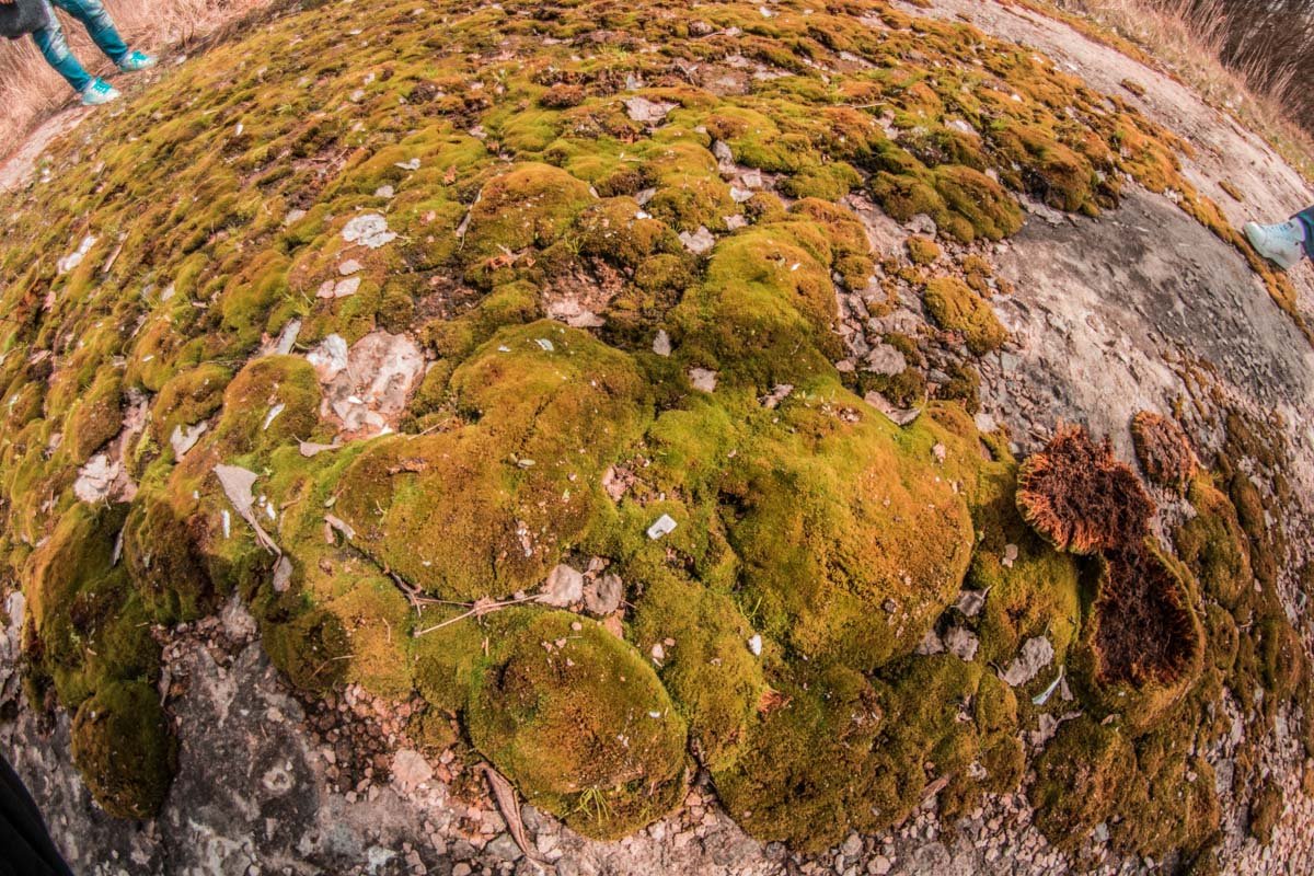 Здесь растет на удивление сочный мох 