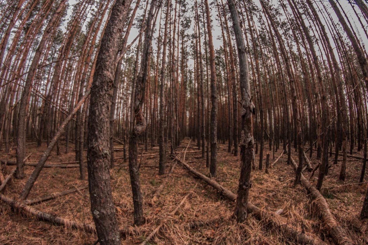 Дальше в Зону, ближе к небу