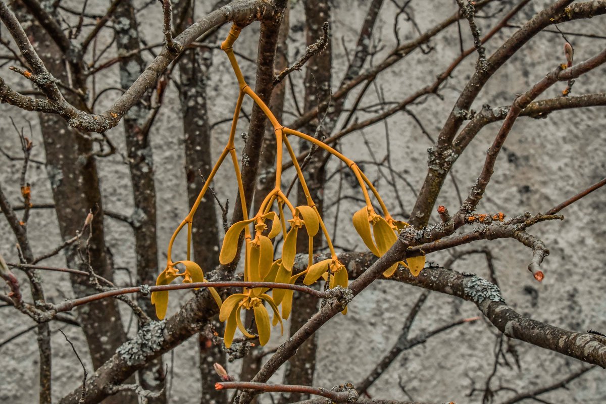 Можно разрастись всласть