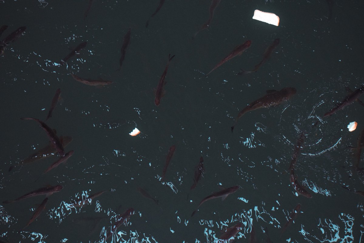 Говорят, попадаются 3-метровые рыбы