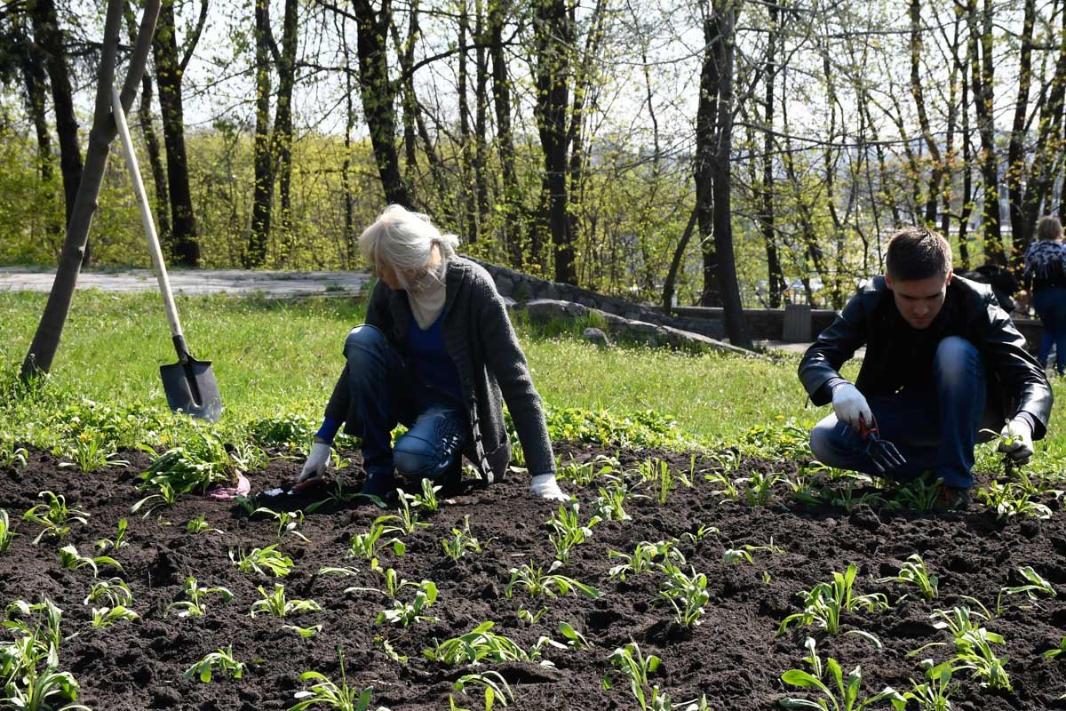Высадили новые саженцы на клумбах Высадили новые саженцы на клумбах