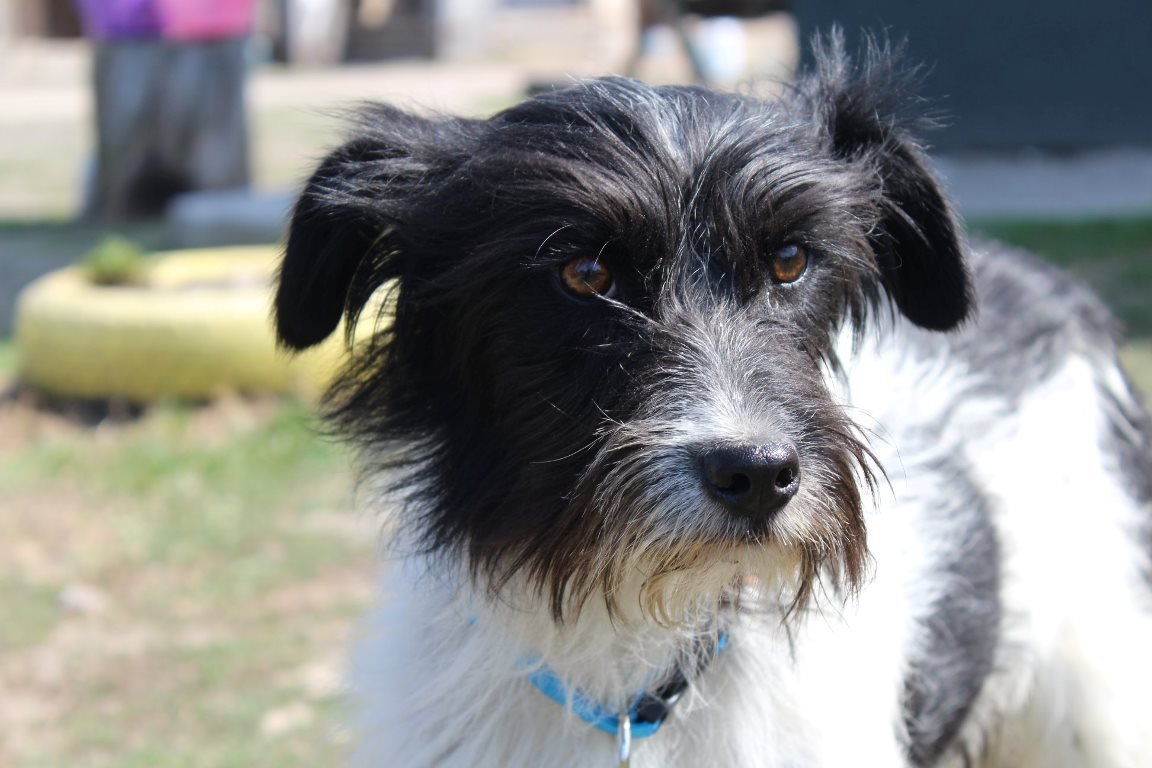 Очаровательная и скромная Веснушка Очаровательная и скромная Веснушка