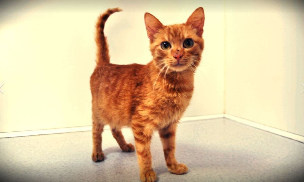 Котик ждет именно вас Котик ждет именно вас