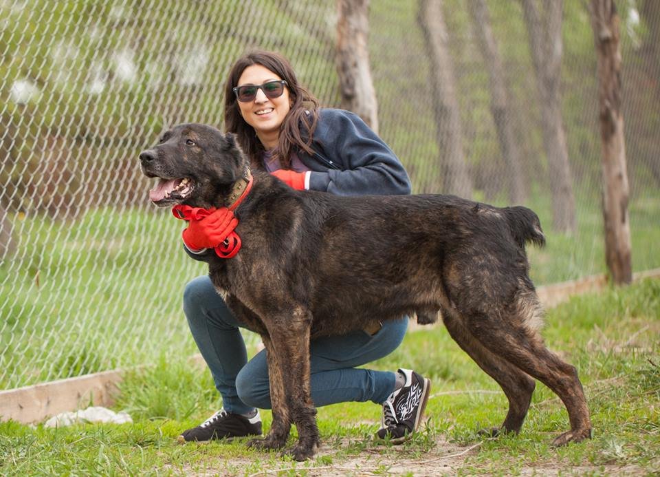 Добрый и мужественный Шархан ищет друга Добрый и мужественный Шархан ищет друга