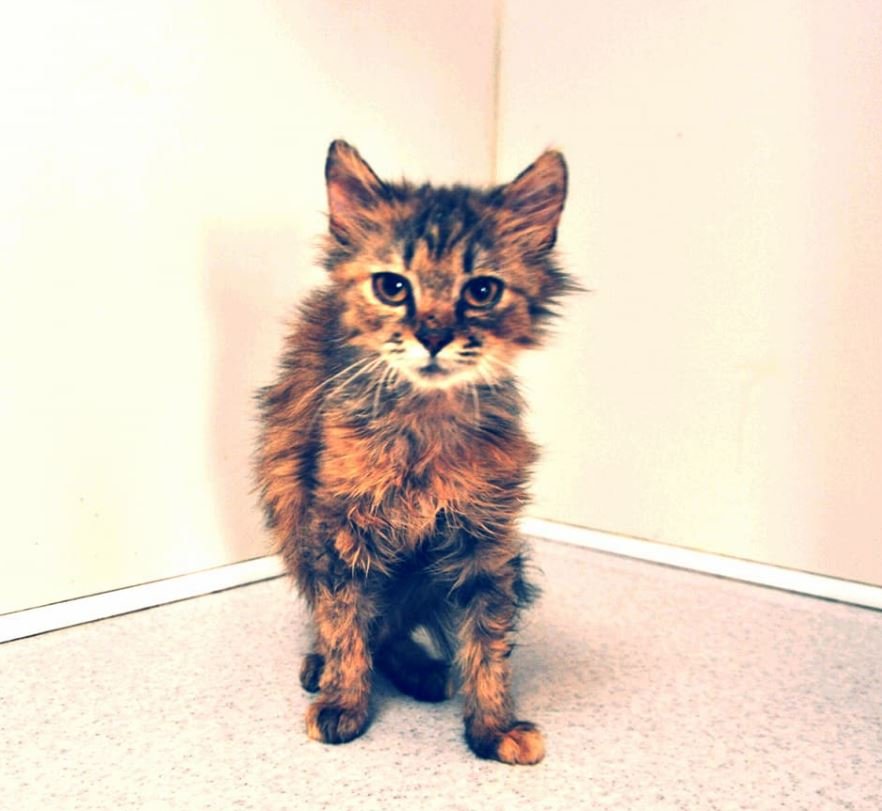 У этой малышки с грустными глазами есть мечта - найти любящего хозяина У этой малышки с грустными глазами есть мечта - найти любящего хозяина