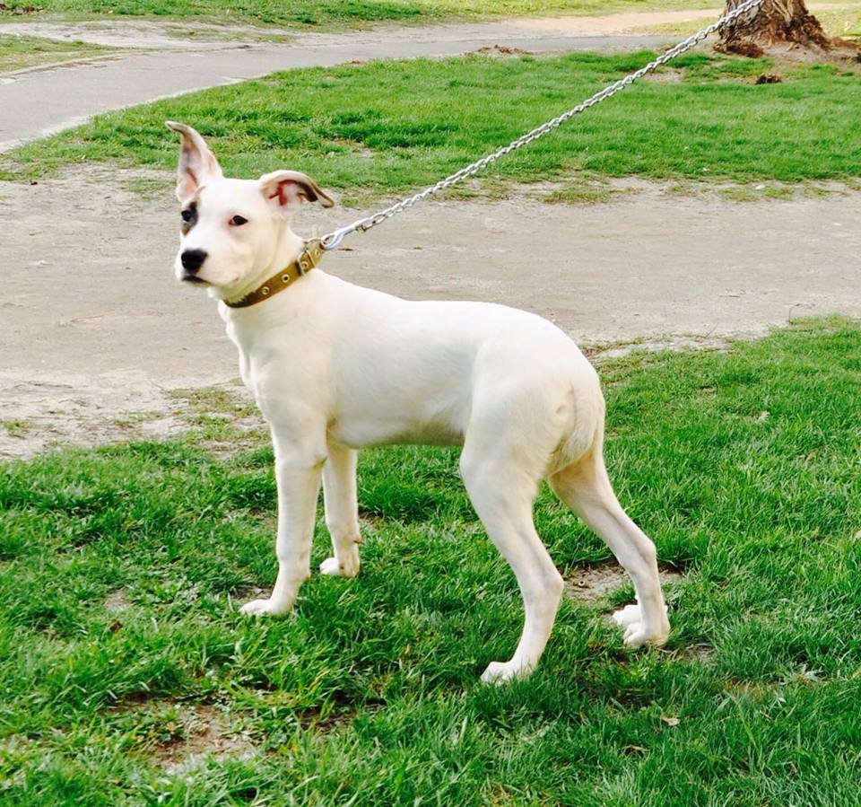 Веселые прогулки и забота вам гарантируется в комплекте с Диной Веселые прогулки и забота вам гарантируется в комплекте с Диной