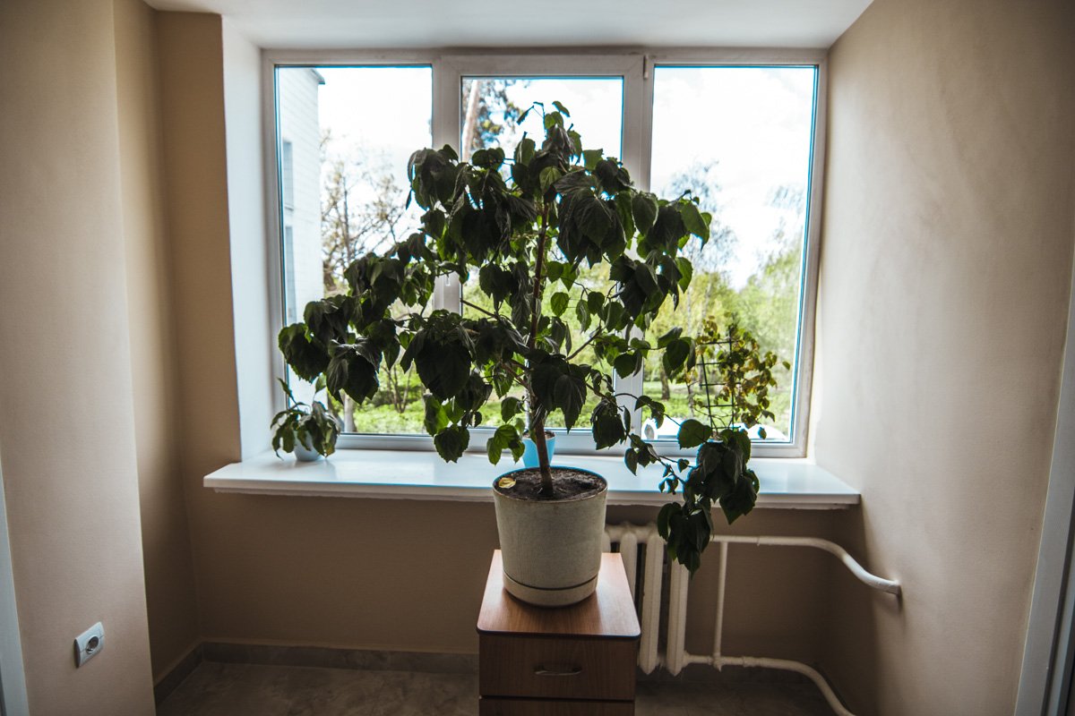 Традиционно, как и в любой больнице, цветы стоят около окна