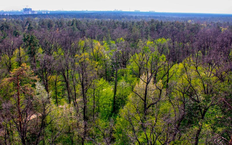 Виноградарьский лес - отличное место для спокойного отдыха