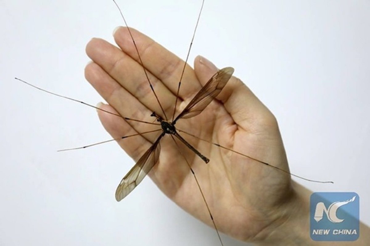 Смерть младенца от прививки, крушение самолета времен Второй мировой и автокатастрофа со школьным автобусом: ТОП новостей дня 6