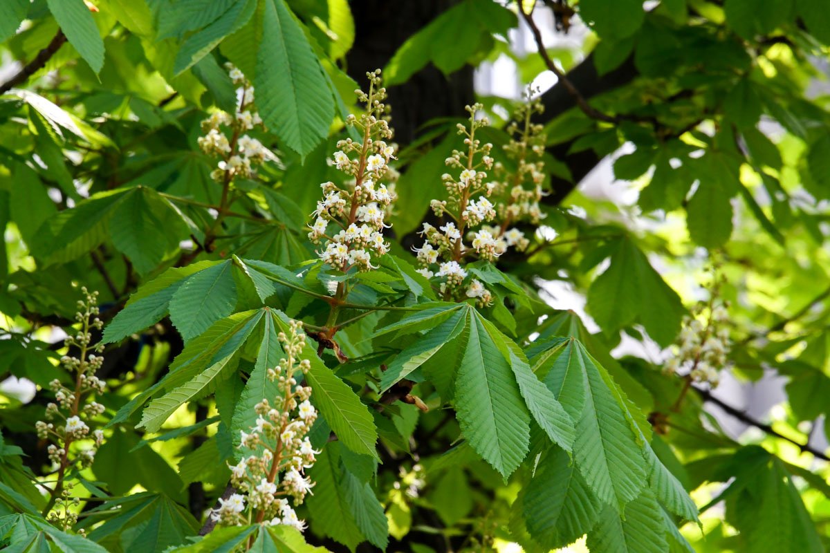 Символ города радует киевлян своим цветением