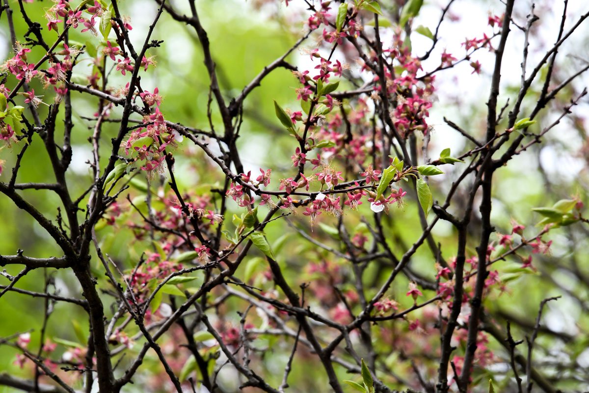 Утонченная красота