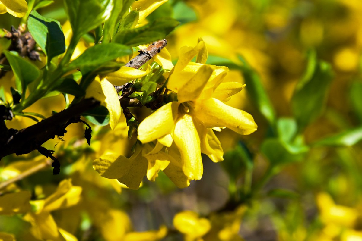 Солнечный желтый