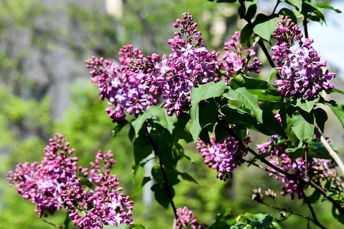 Сиреневые веточки колышутся на ветру 