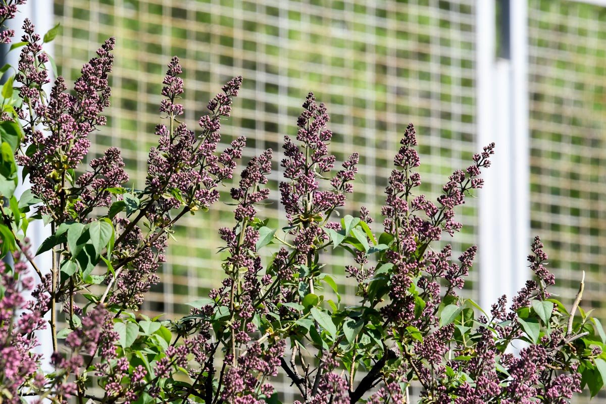 Сиреневый рай