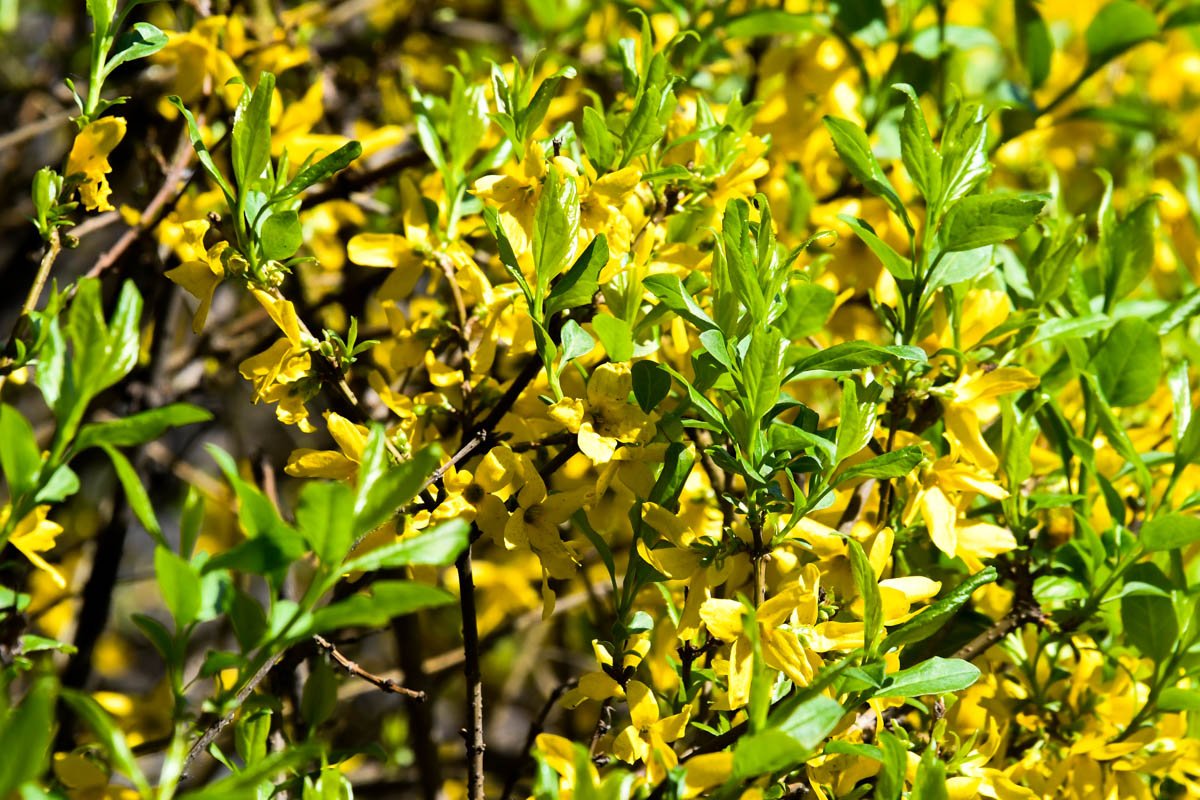Буйство весны и цвета