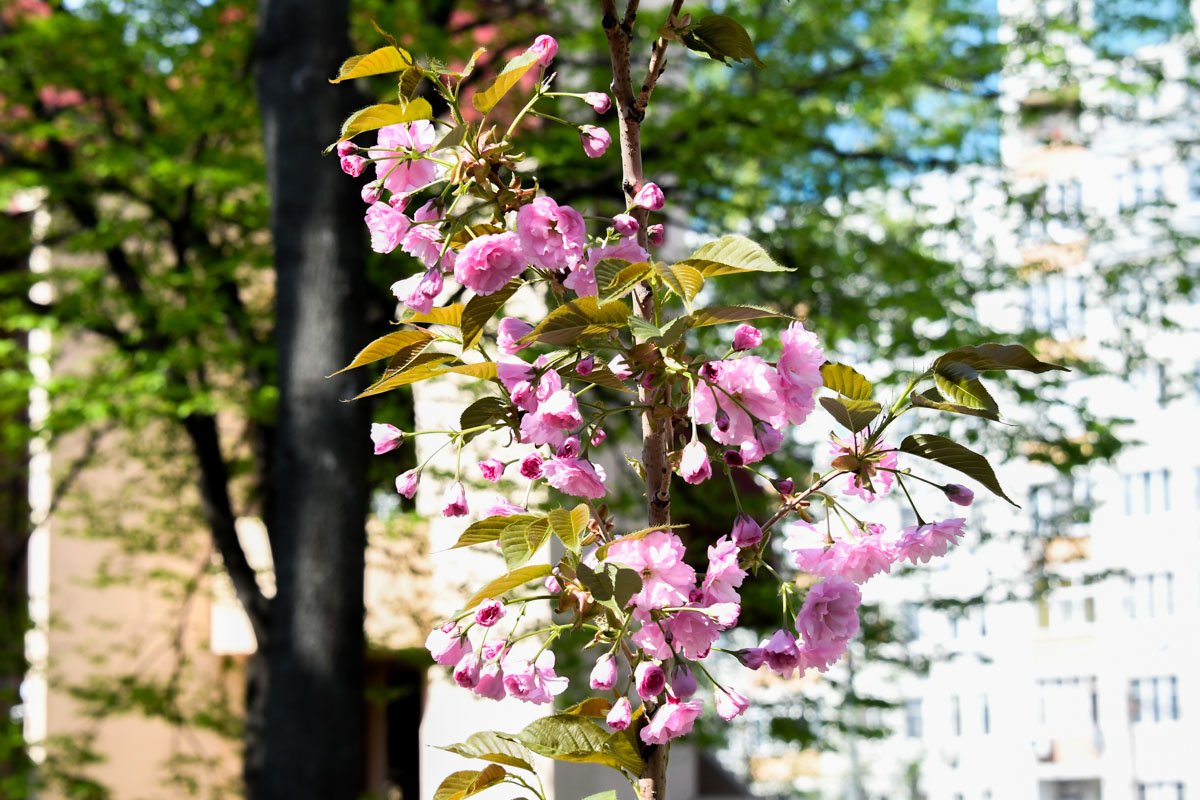 Нежные убранства деревьям всегда к лицу