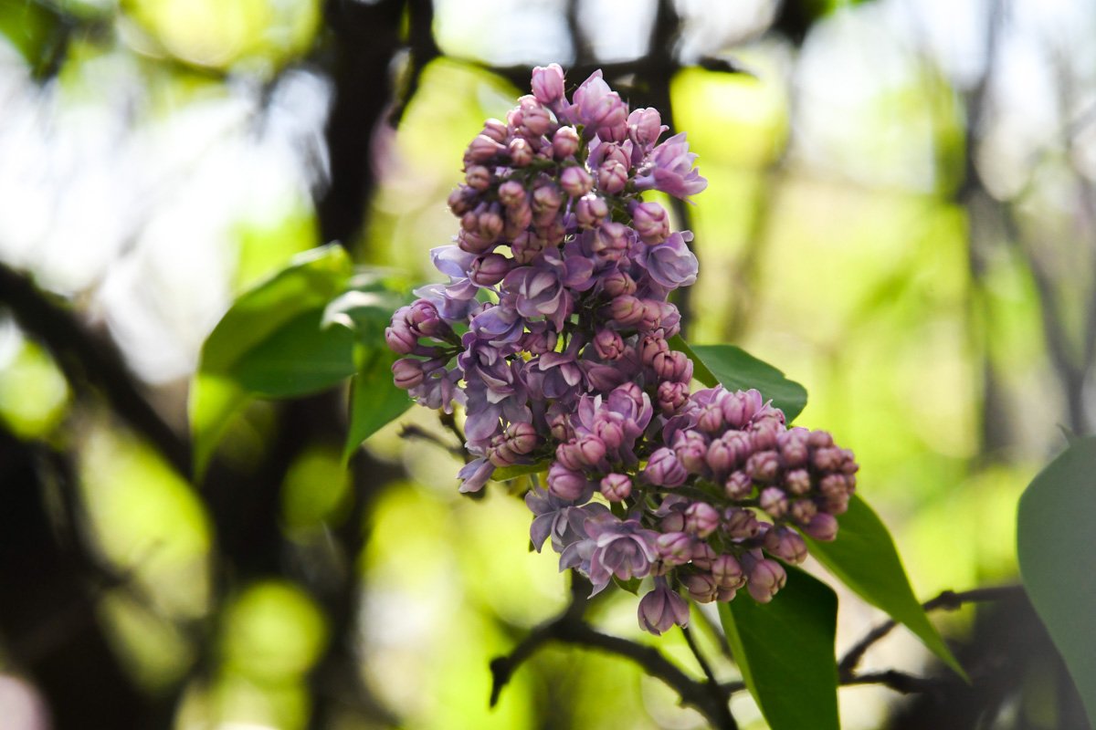 Попробуй найди 5 счастливых лепестков
