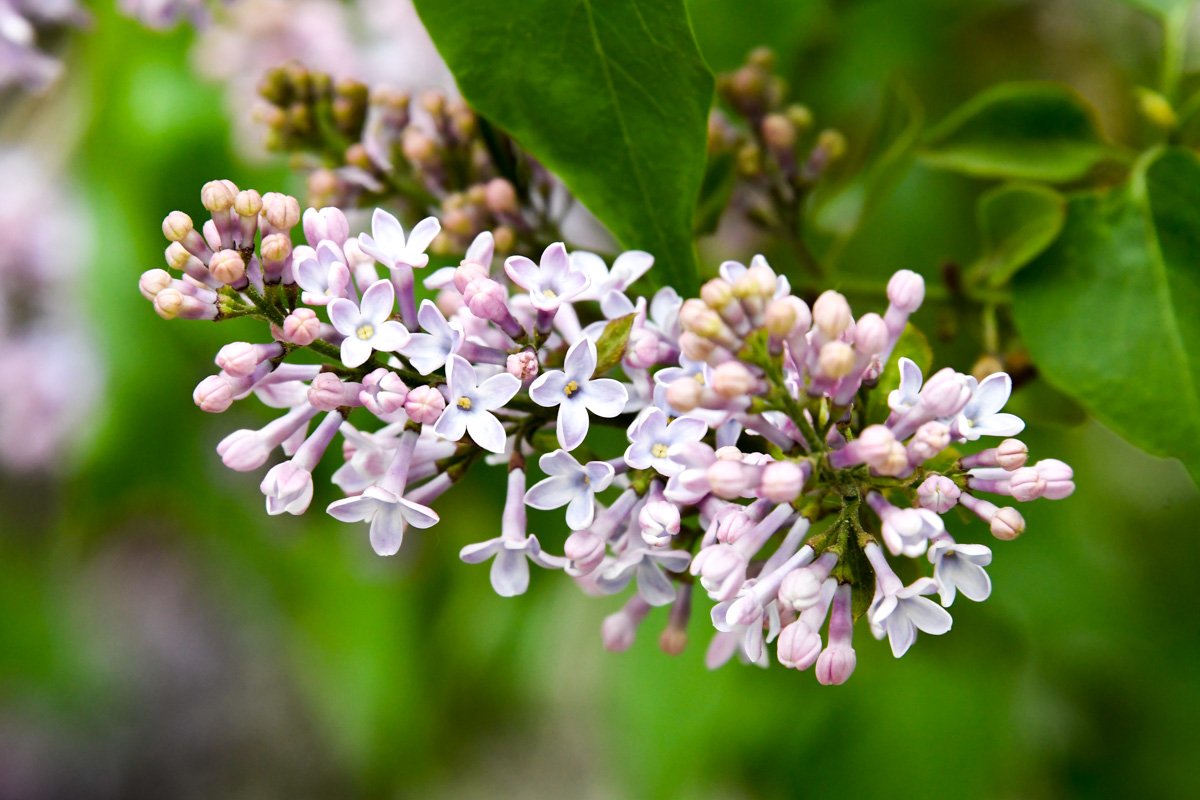 Так и хочется понюхать эту веточку