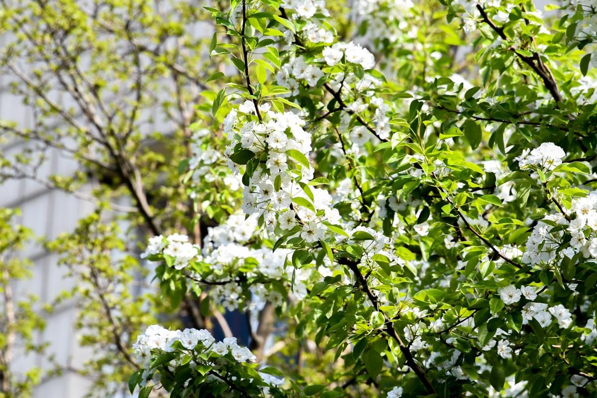 Белый апрель длится недолго