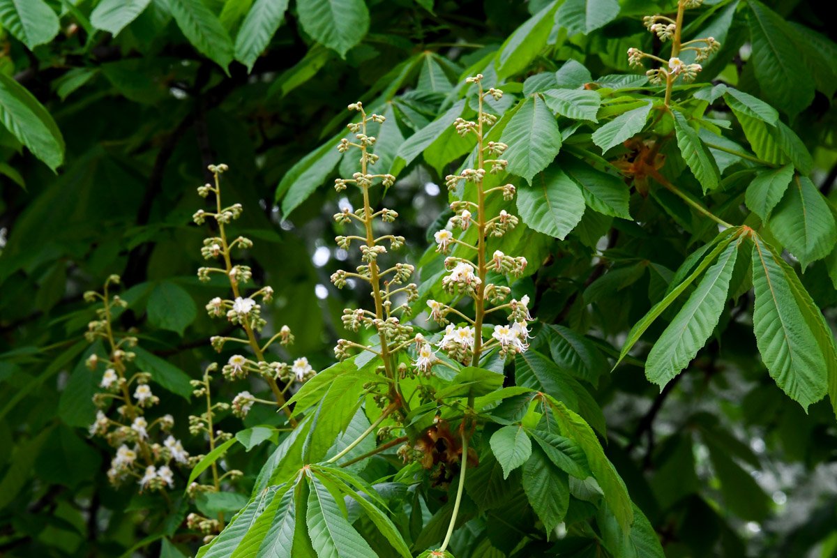 День пройдет - и появятся новые цветы