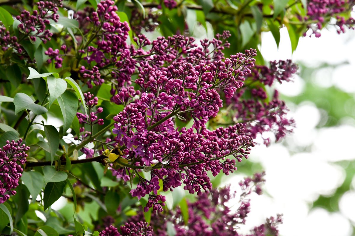 Таким оттенком можно только наслаждаться