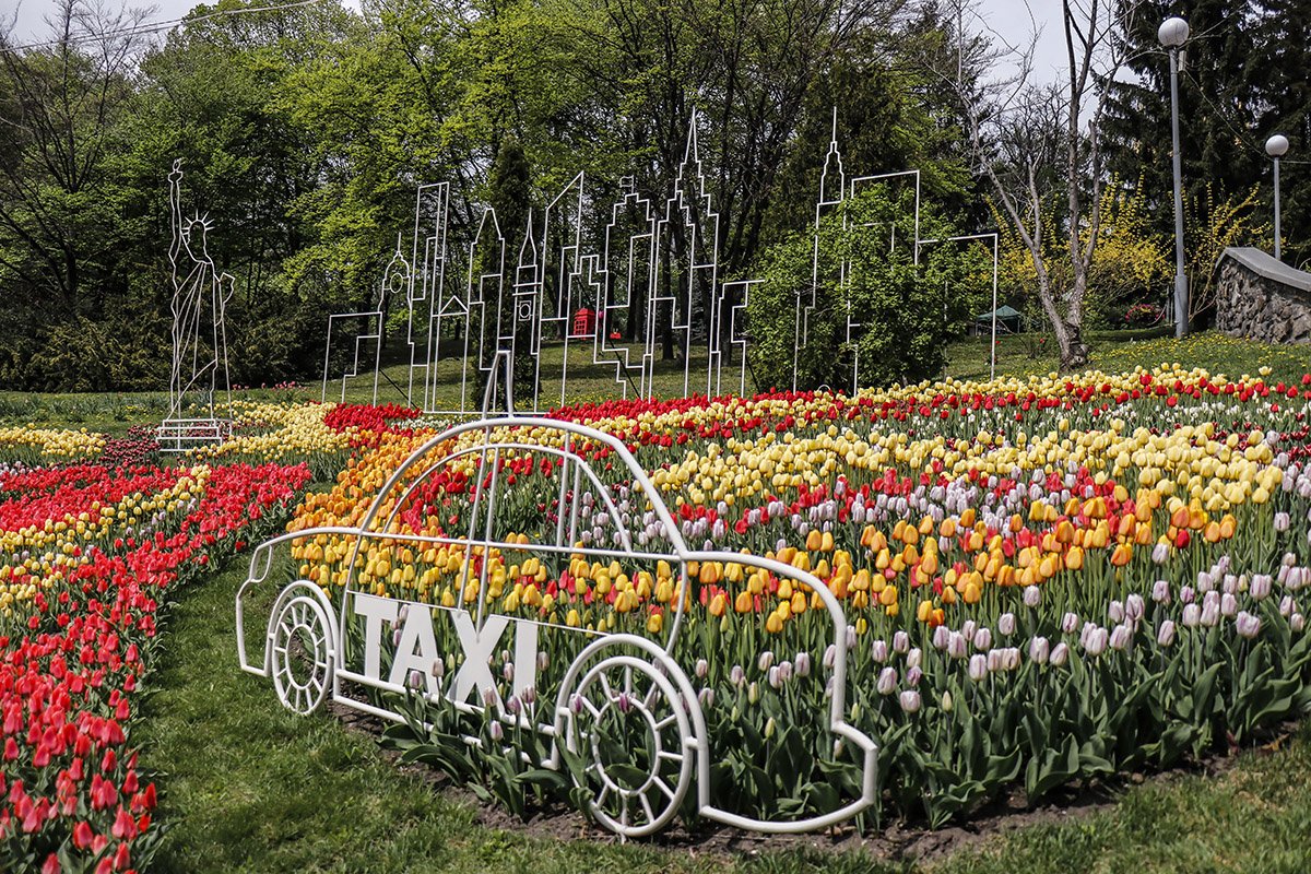 Тюльпаны отправят вас в Нью-Йорк Тюльпаны отправят вас в Нью-Йорк